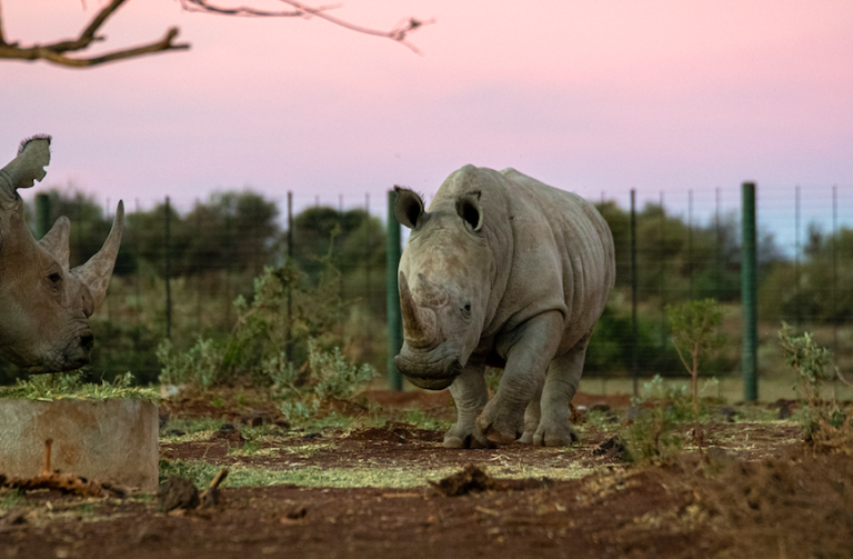 Former ranger and state vet to appear in court for rhino poaching