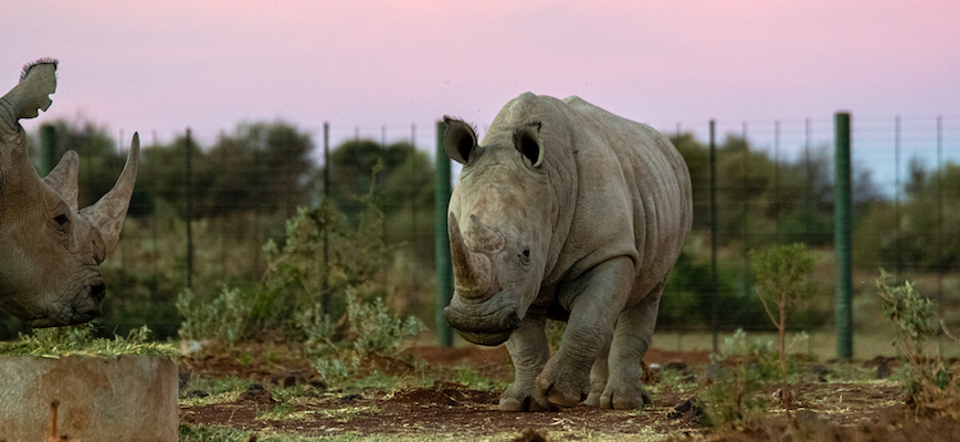 Rhino poacher sentenced to 34 years in prison