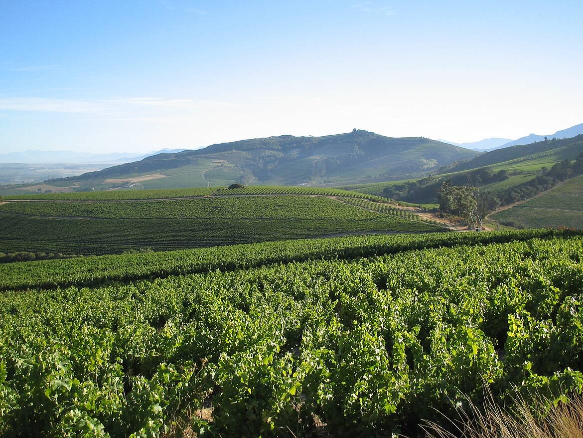 Five Cape winelands farms awarded Conservation Champion status