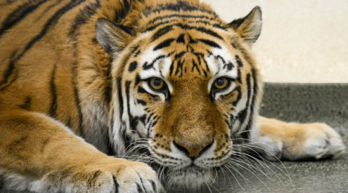 Malena the Amur tiger receives second hip surgery