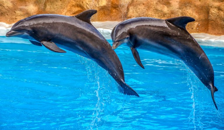 French theme park shuts down its dolphin aquarium