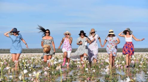 Spectacular bloom of lilies on Namibia's Sandhof Farm