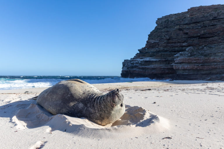 Elephant seal cape town