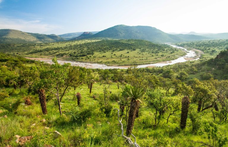 Babanango Game Reserve to host exclusive aloe tour in July