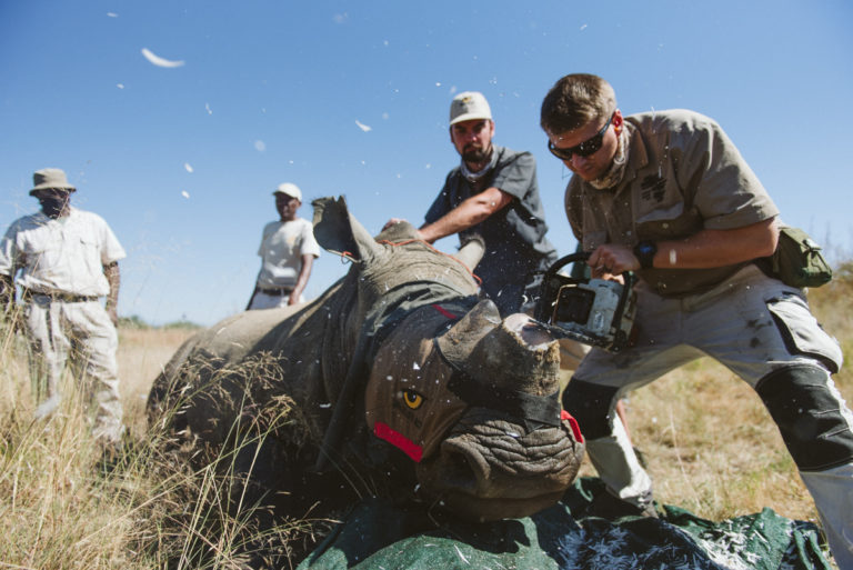 Mass rhino dehorning operation undertaken in KwaZulu-Natal