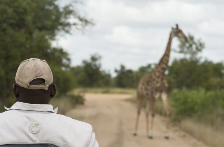 Tintswalo celebrates a year of virtual safaris