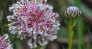 South Africa's endangered plant species
