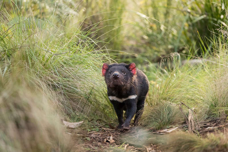 Tasmanian Devils born in Australia after 3,000 years