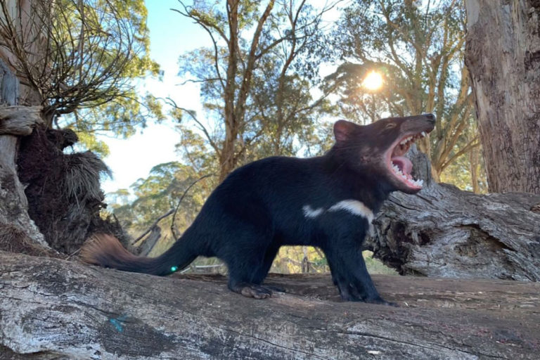 Tasmanian Devils born in Australia after 3,000 years
