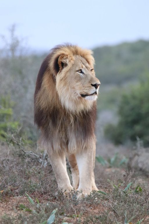 Jack the lion has been relocated to Shamwari Private Game Reserve