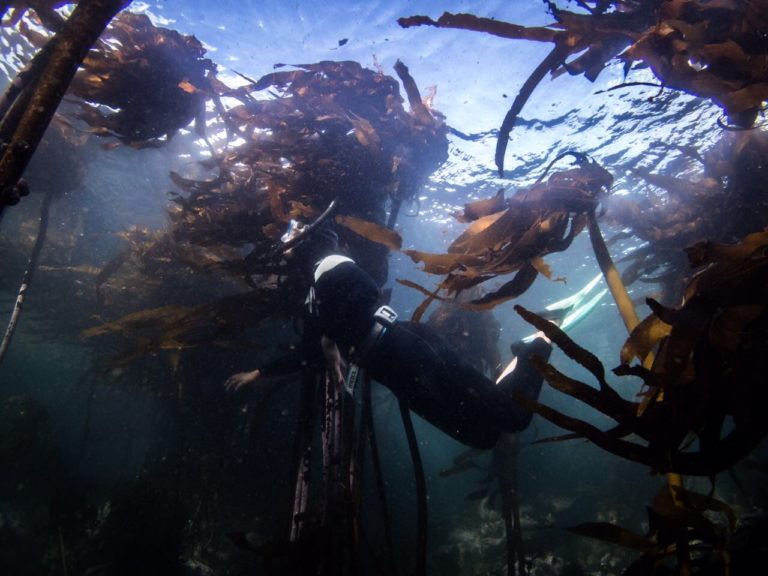 Bloomberg’s ‘new’ Seven World Wonders no 5: Kelp Forests, South Africa