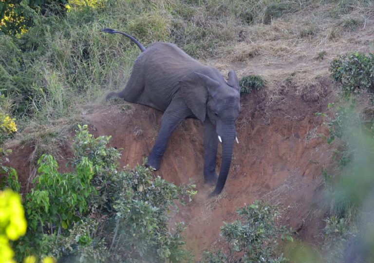 Un éléphant s'éloigne d'une berge