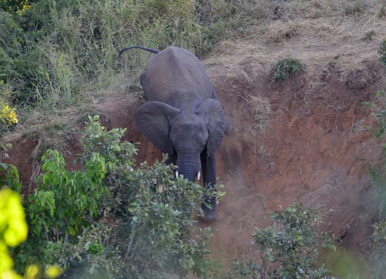 Un éléphant s'éloigne d'une berge