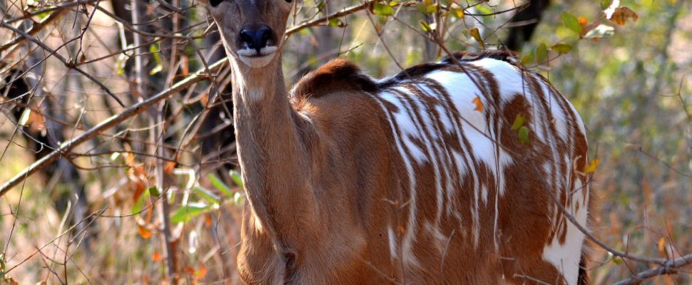 Kudu with unusual white patches spotted in the Kruger