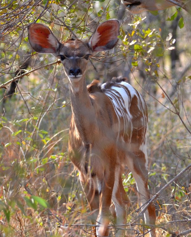 Kudu with unusual white patches spotted in Kruger
