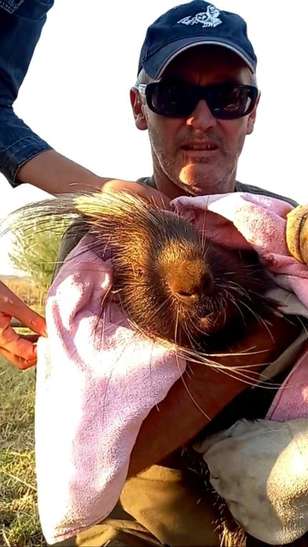 Porcupine rescued out of a wire snare