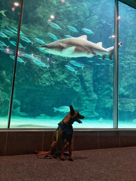 Aquarium hosts K9SARA search and rescue dog training