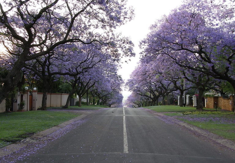 Jacarandas are flowering earlier than usual in parts of South Africa