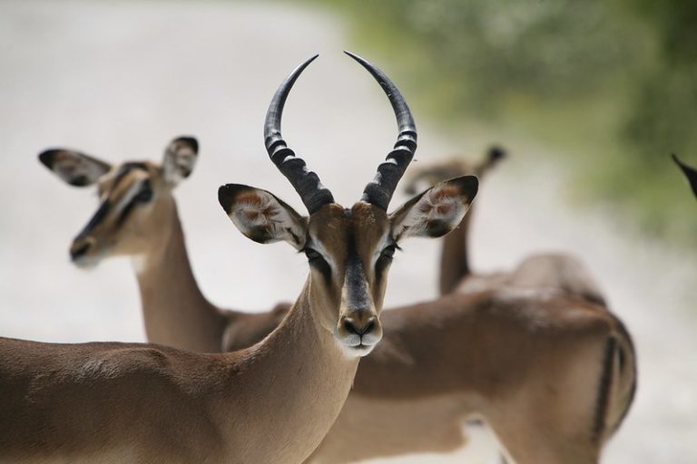 11 things you probably didn't know about impalas