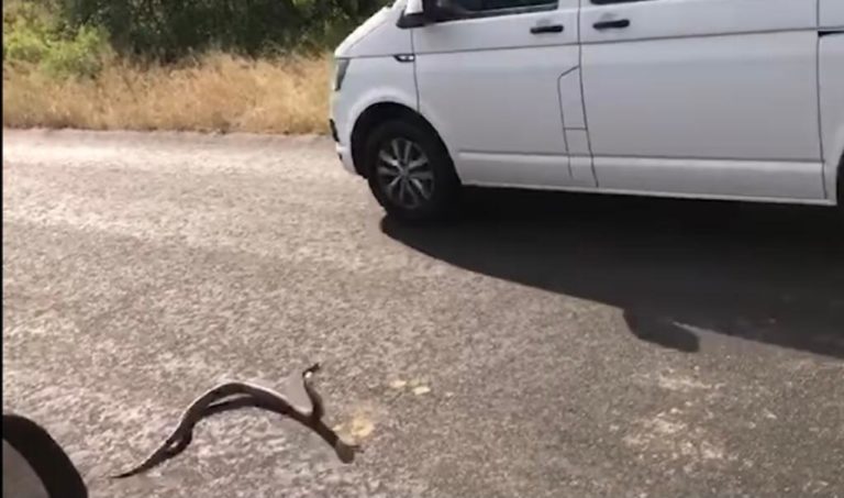 Python crawls into vehicle in Kruger