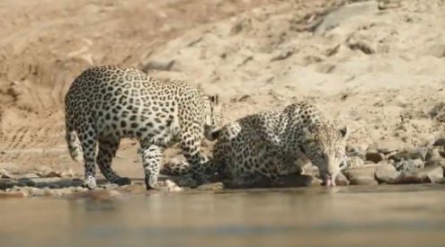 Leopard siblings rehabilitated and released at Nkomazi Private Game Reserve