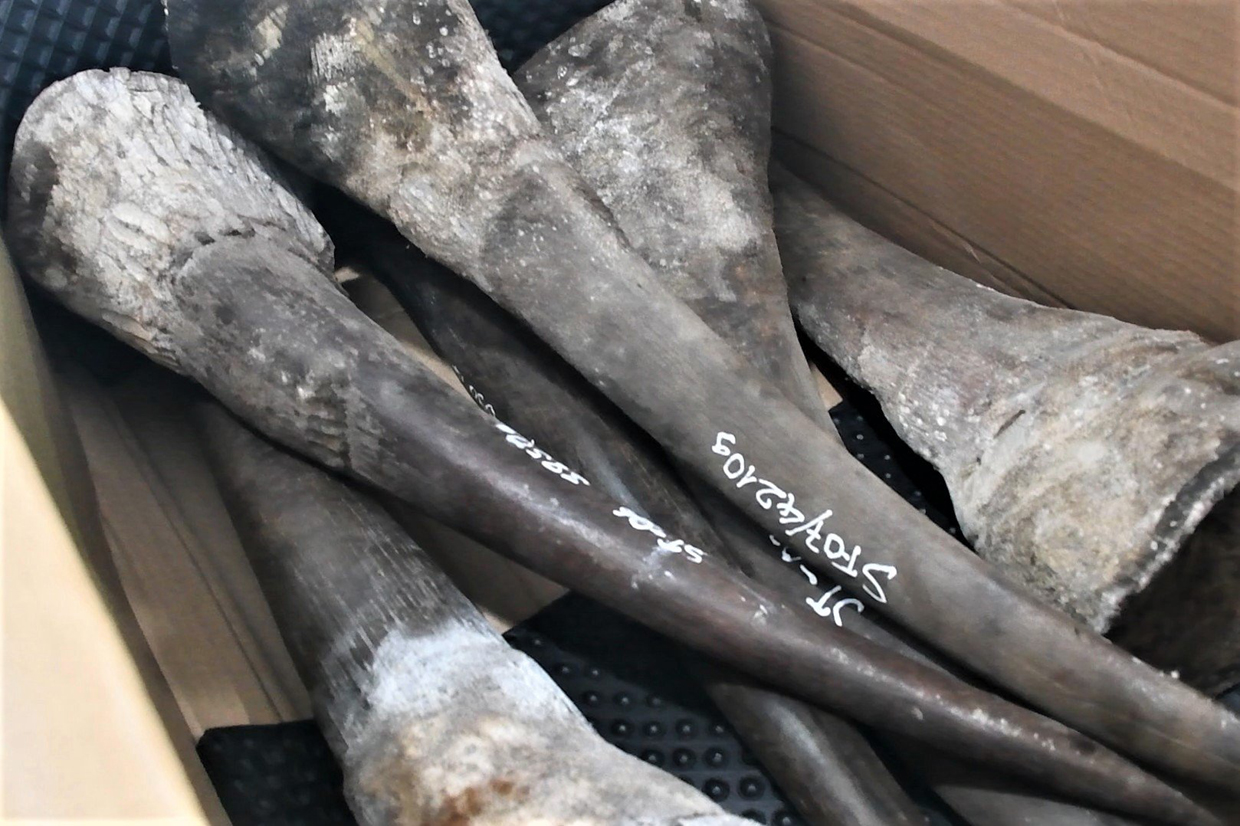 138kg of rhino horn and over 3 tons of animal bones seized in Vietnam