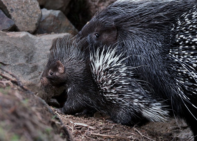 Fun facts about the prickly Cape Porcupine