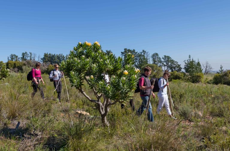 Garden Week festival planned for Stellenbosch