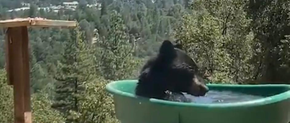 Bear spotted cooling off in a tub