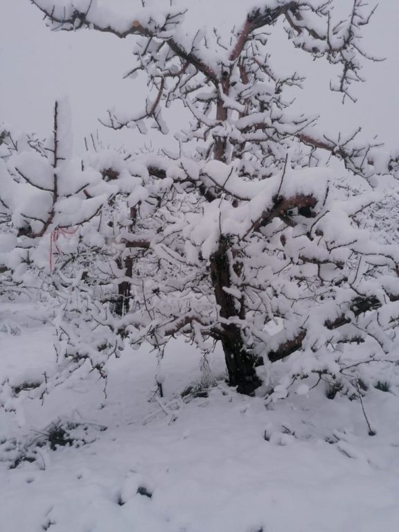 PICTURES: More snow in South Africa as late cold front rolls in