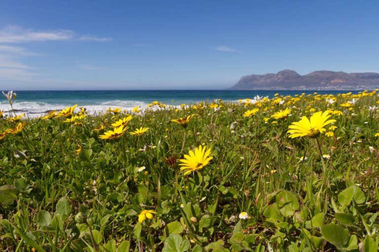 Your guide to getting the most out of Cape wildflower season 