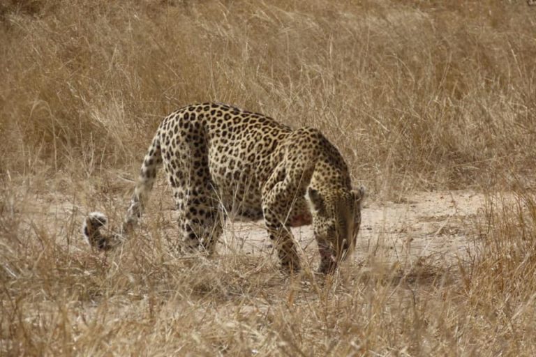 Female leopard fights hyena for her kill