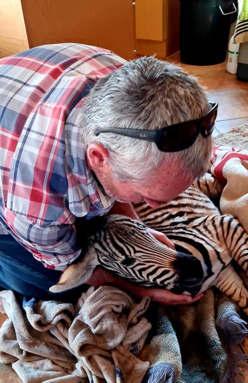 Baby zebra rescued from starvation 