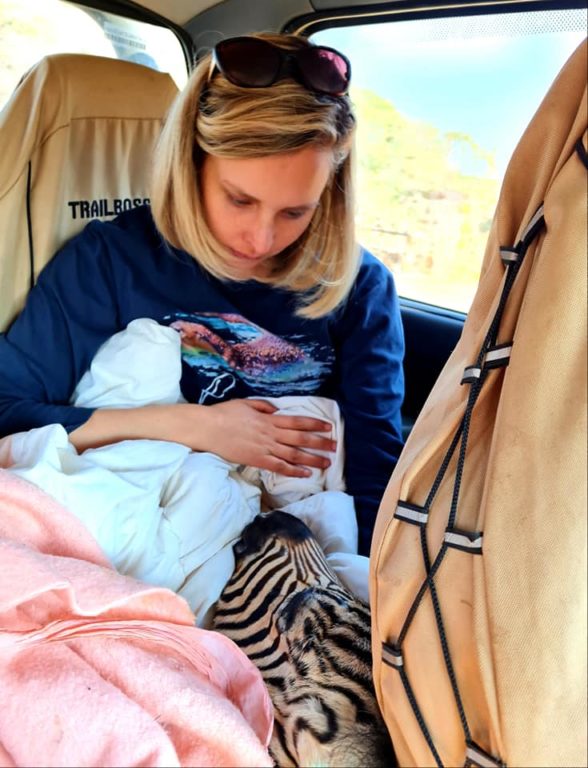 Baby zebra rescued from starvation 