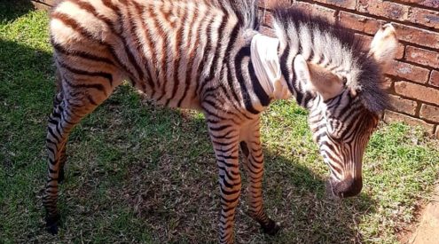 Baby zebra rescued from starvation