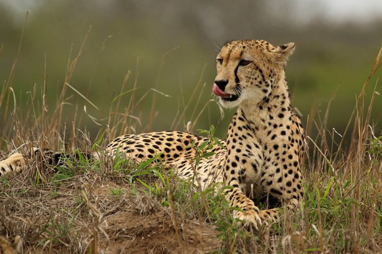 10 endangered animals in South Africa and how you can help
