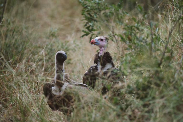 Drastic decline in vulture numbers across KwaZulu-Natal province
