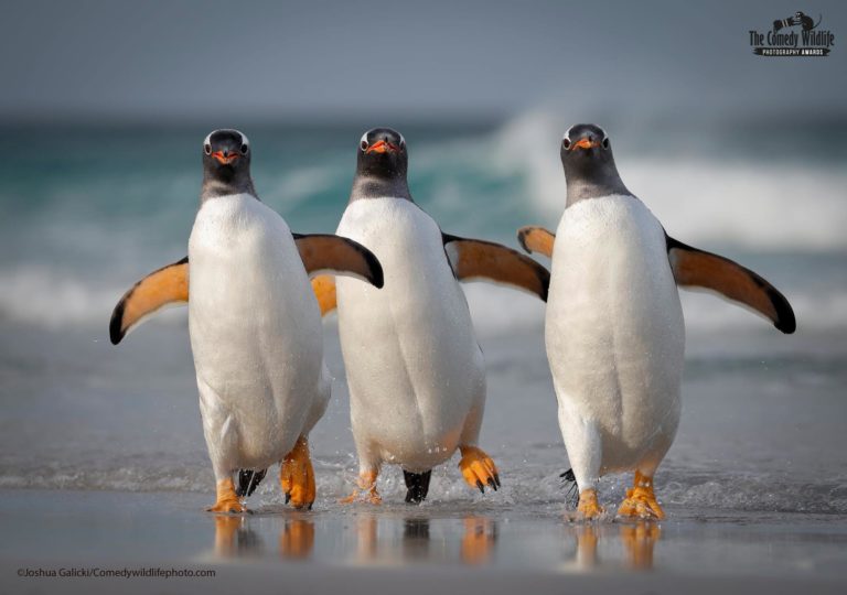 2021 Comedy Wildlife Photography Awards finalists just announced