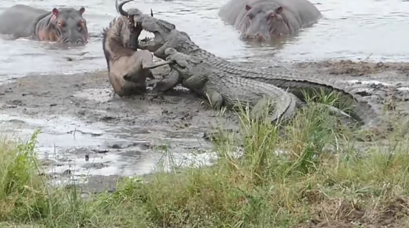 Hippos take on crocodiles, saving wildebeest from attack in Kruger