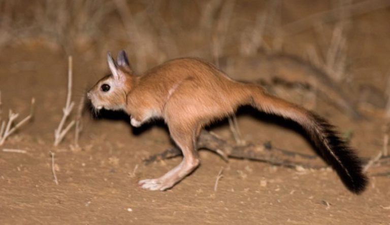 Springhare: the kangaroo-like bunny that turns out to be fluorescent