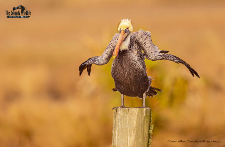 2021 Comedy Wildlife Photography Awards finalists just announced