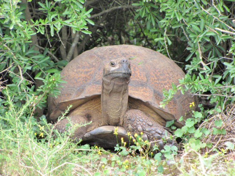 leopard tortoise in addo