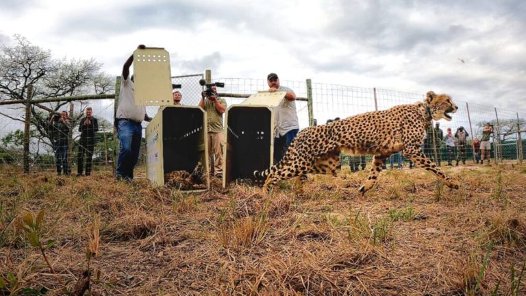 Cheetah release reintroduction