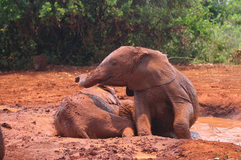 elephant play