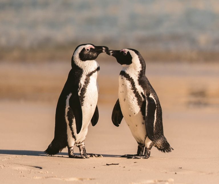 Waddle I do without you? Adopt two for one African penguins this February