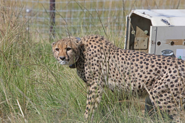 Babanango Game Reserve welcomes its first two cheetah brothers