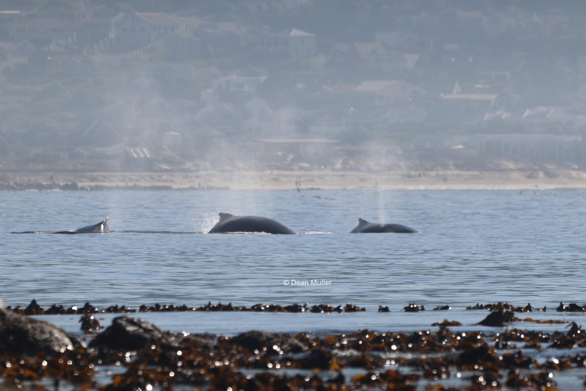 The whales are here! Humpbacks, southern rights seen off Cape Town 