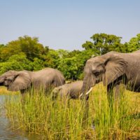 Malawi plans to translocate 250 elephants