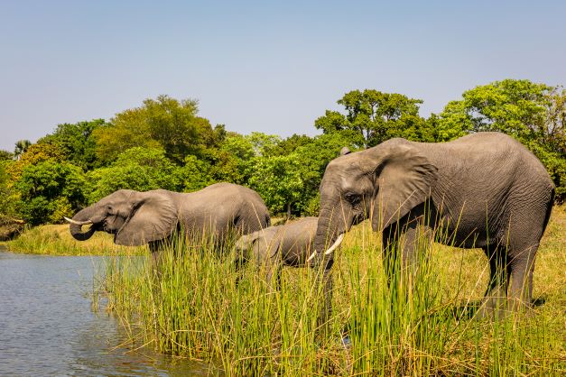 Malawi plans to translocate 250 elephants