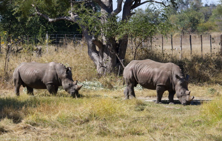 Rhinos reintroduced to Zimbabwe's Hwange Park after 20 year absence
